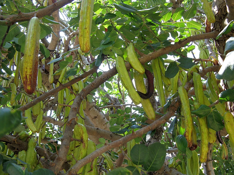 2009-07-Croatia_2009-07-17 _ 11_04_12_IMG_0889.jpg - Lokalny trunek "rogacica" przyozdabia się, a pewnie i w jakiś sposób wytwarza z tych rogatych owoców.